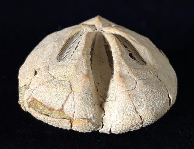 Ova canaliferus (LAMARCK 1816) - Bild © FossNet FossilienStore
